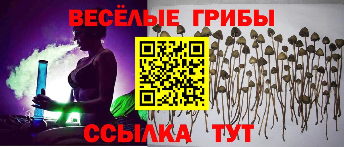 Псилоцибиновые грибы Psilocybine cubensis  Вход с VPN  Вятские Поляны 